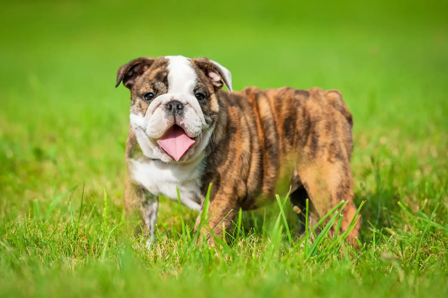 Cumpărarea unui cățel Bulldog Englez înseamnă asumarea responsabilității! Cumpărați cățeluși Bulldog Englez.