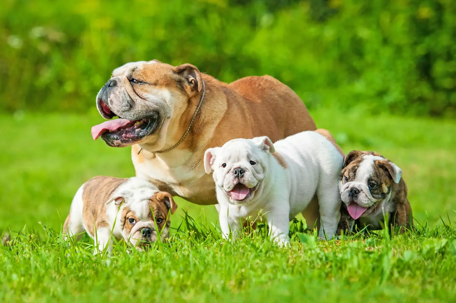 Cumpărarea unui cățel Bulldog Englez înseamnă asumarea responsabilității! Cumpărați cățeluși Bulldog Englez.