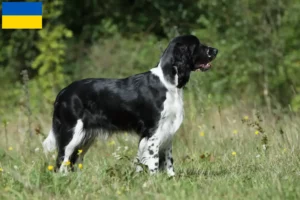 Read more about the article English Springer Spaniel crescători și căței în Ucraina