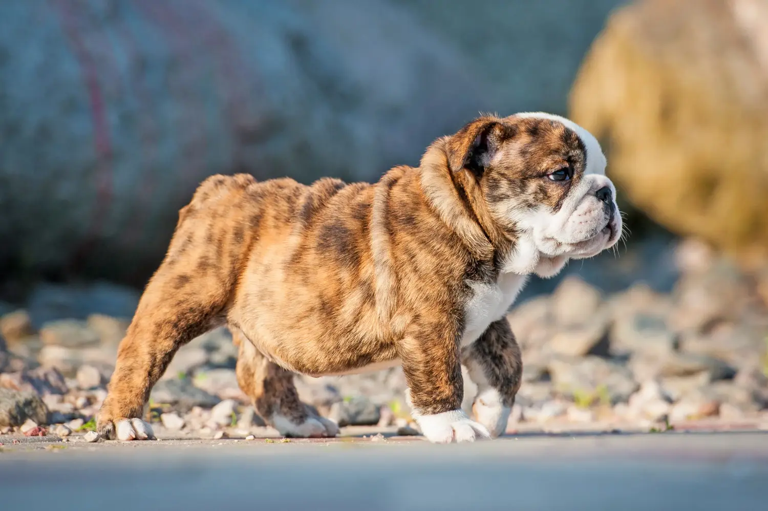 Cumpărarea unui cățel Bulldog Englez înseamnă asumarea responsabilității! Cumpărați cățeluși Bulldog Englez.