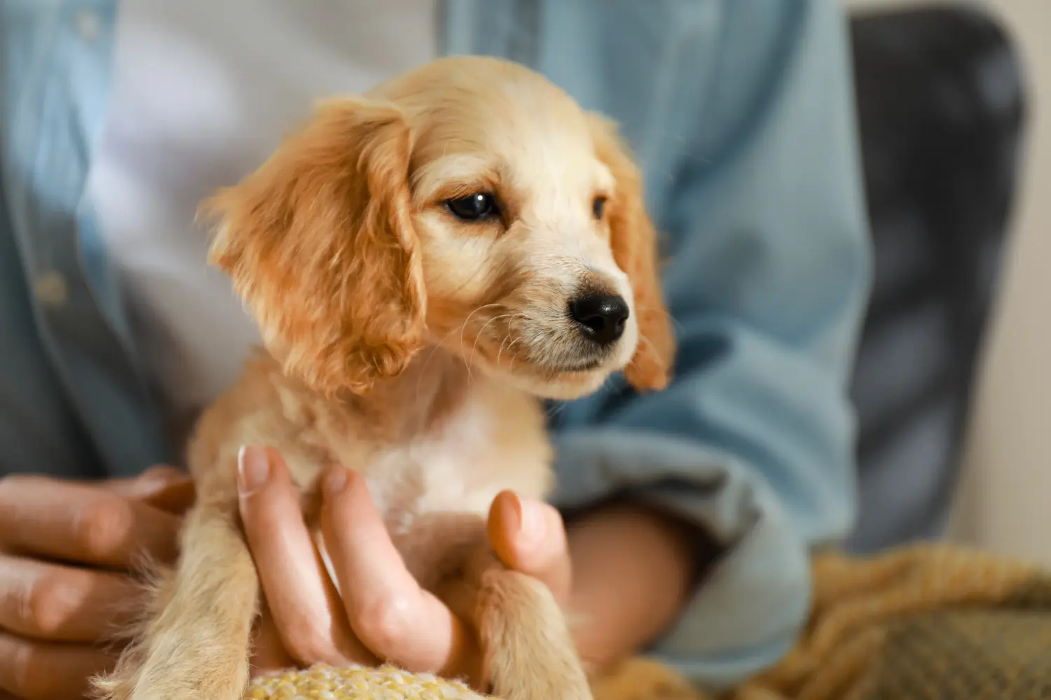 Cumpărarea unui cățel Cocker Spaniel englez înseamnă asumarea responsabilității! Cumpărați căței Cocker Spaniel Englez.