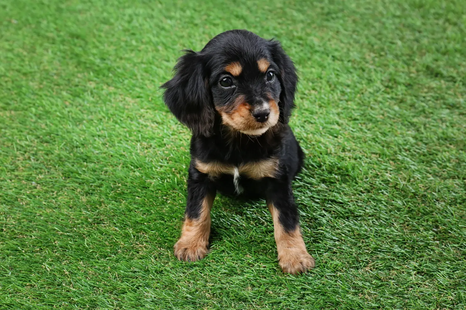 Cumpărarea unui cățel Cocker Spaniel englez înseamnă asumarea responsabilității! Cumpărați căței Cocker Spaniel Englez.