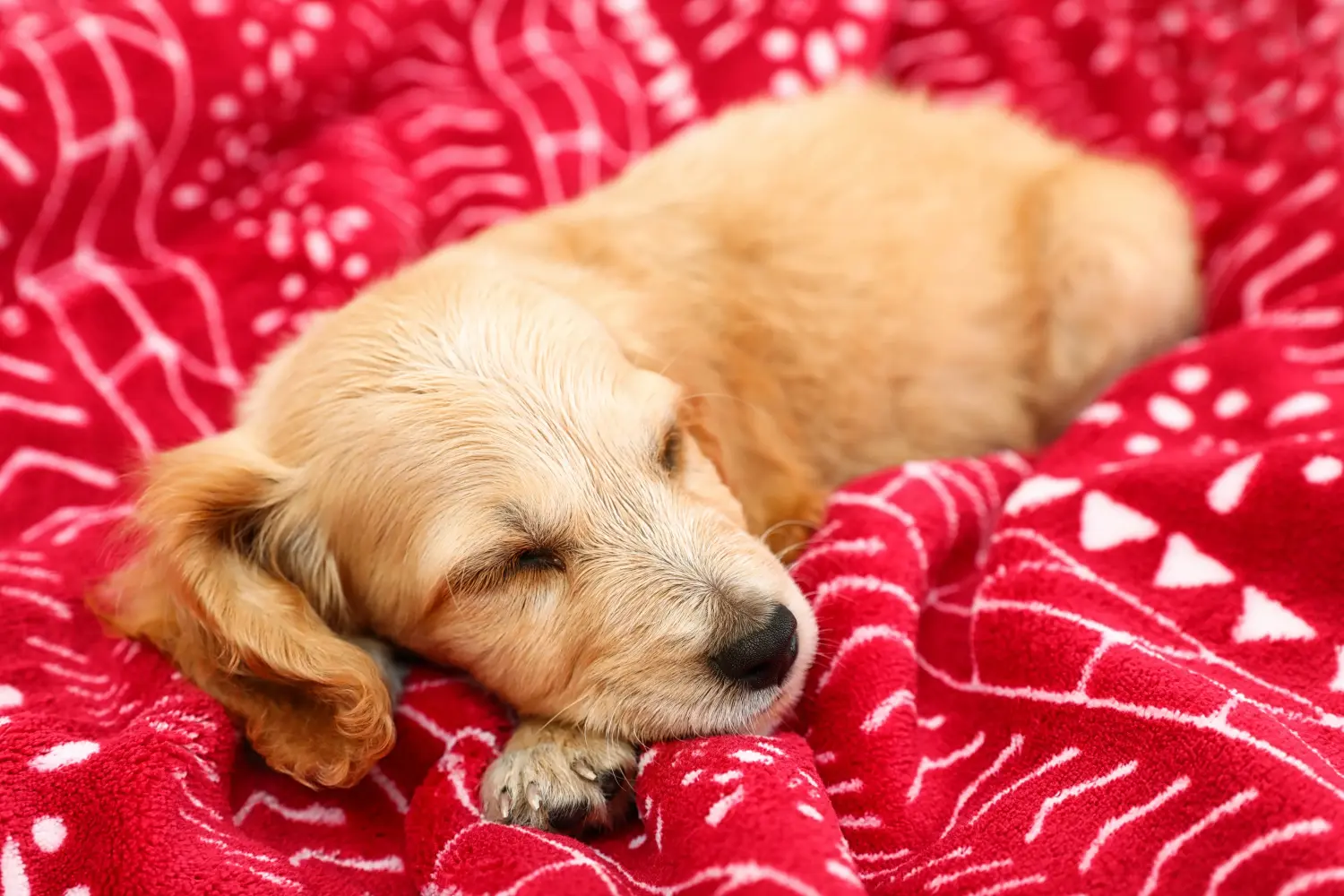 Cumpărarea unui cățel Cocker Spaniel englez înseamnă asumarea responsabilității! Cumpărați căței Cocker Spaniel Englez.