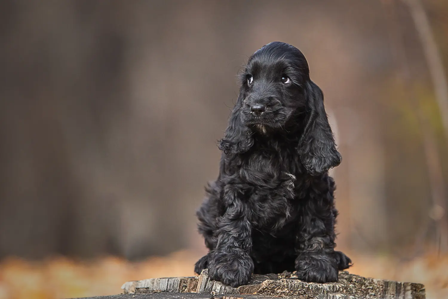 Cumpărarea unui cățel Cocker Spaniel englez înseamnă asumarea responsabilității! Cumpărați căței Cocker Spaniel Englez.