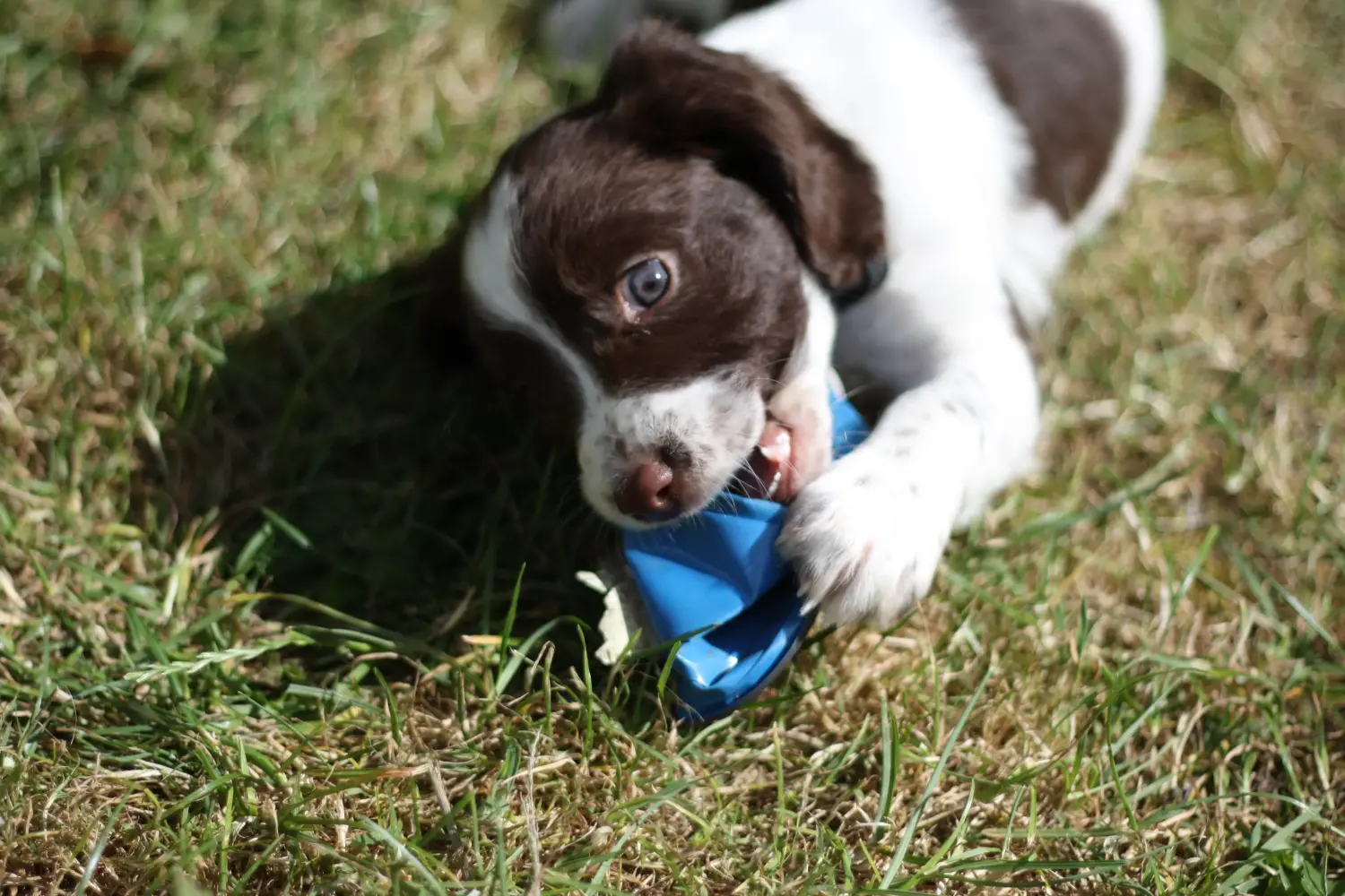 Cumpărarea unui cățel Springer Spaniel englez înseamnă asumarea responsabilității! Cumpărați cățeluși Springer Spaniel Englez.