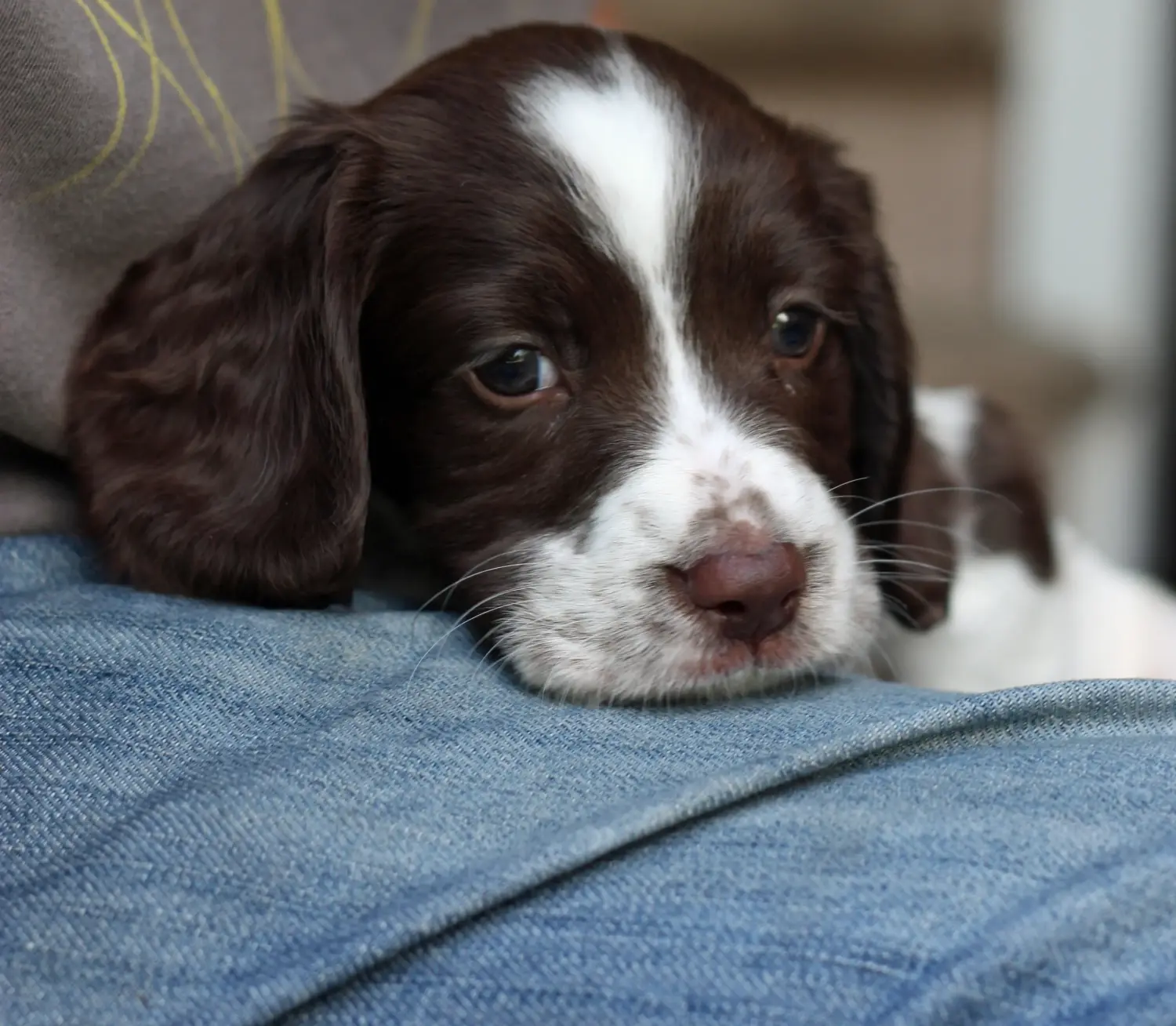 Cumpărarea unui cățel Springer Spaniel englez înseamnă asumarea responsabilității! Cumpărați cățeluși Springer Spaniel Englez.