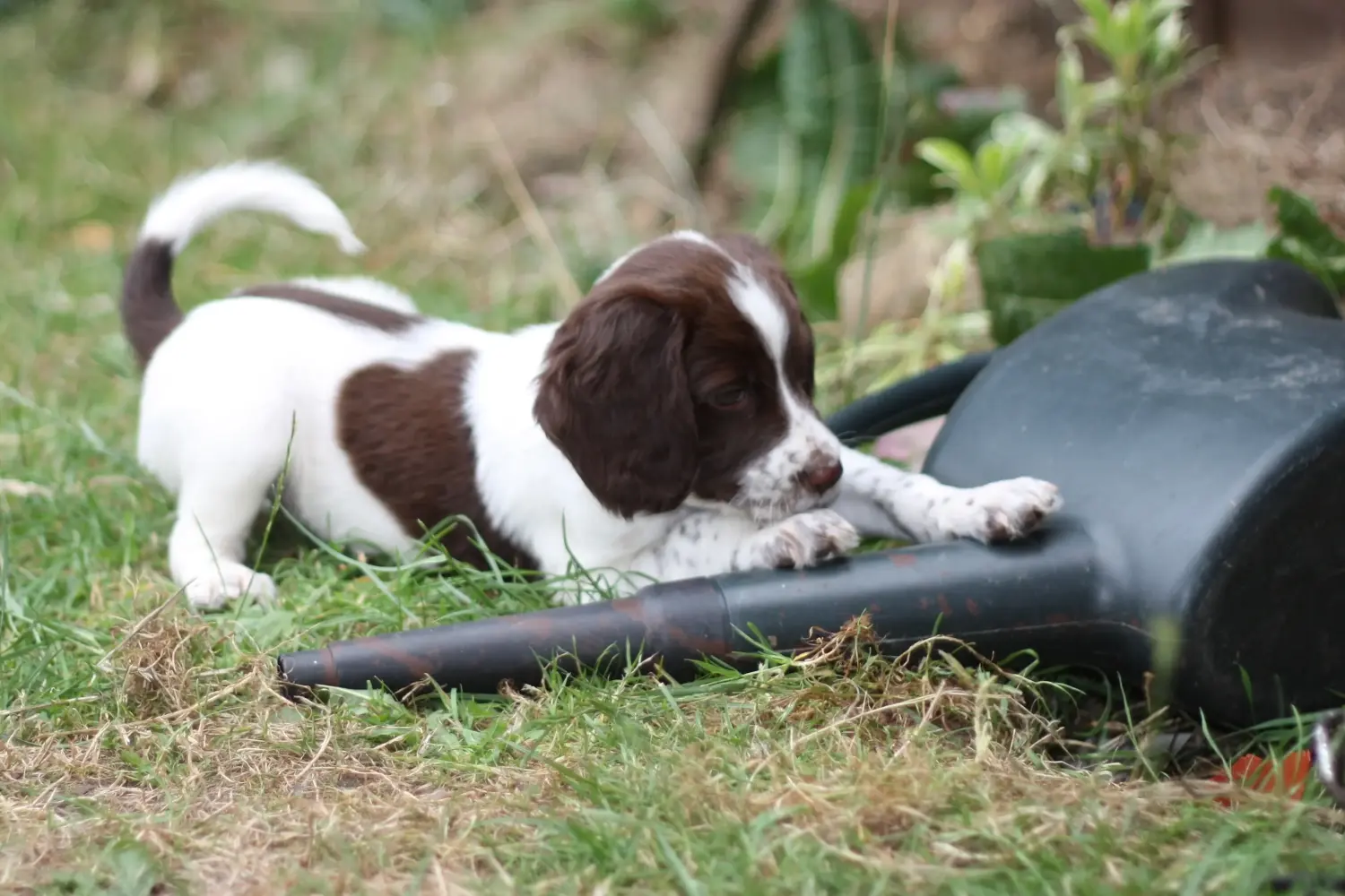 Cumpărarea unui cățel Springer Spaniel englez înseamnă asumarea responsabilității! Cumpărați cățeluși Springer Spaniel Englez.