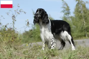Read more about the article English Springer Spaniel crescători și căței în Polonia