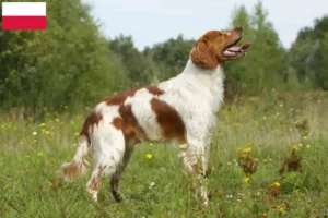 Read more about the article Epagneul Breton crescători și căței în Polonia
