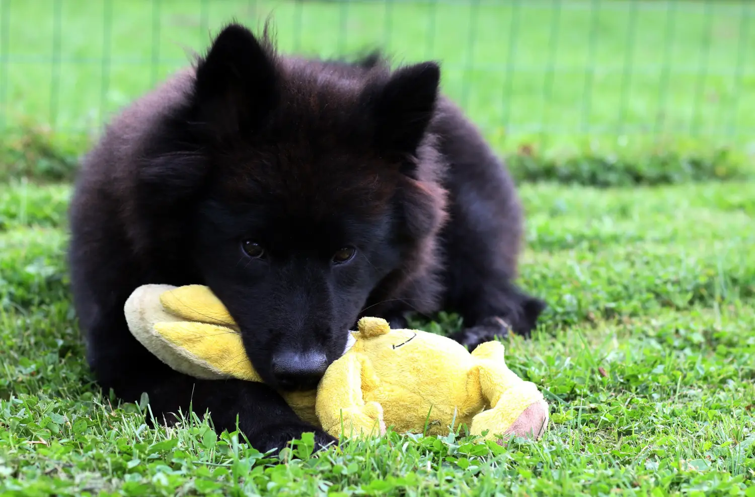 Cumpărarea unui cățel Eurasier înseamnă asumarea responsabilității! Cumpărați cățeluși Eurasier.