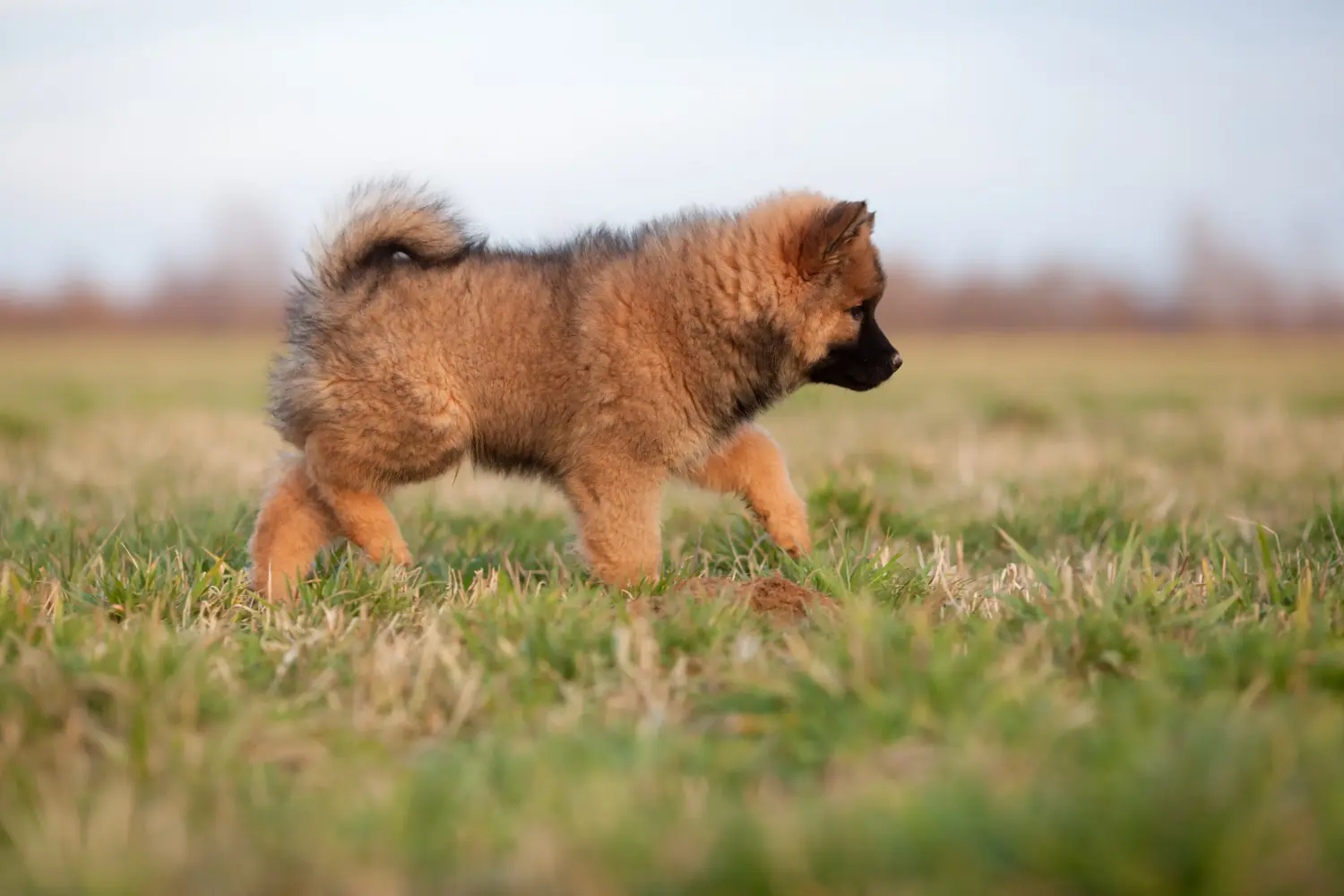Cumpărarea unui cățel Eurasier înseamnă asumarea responsabilității! Cumpărați cățeluși Eurasier.