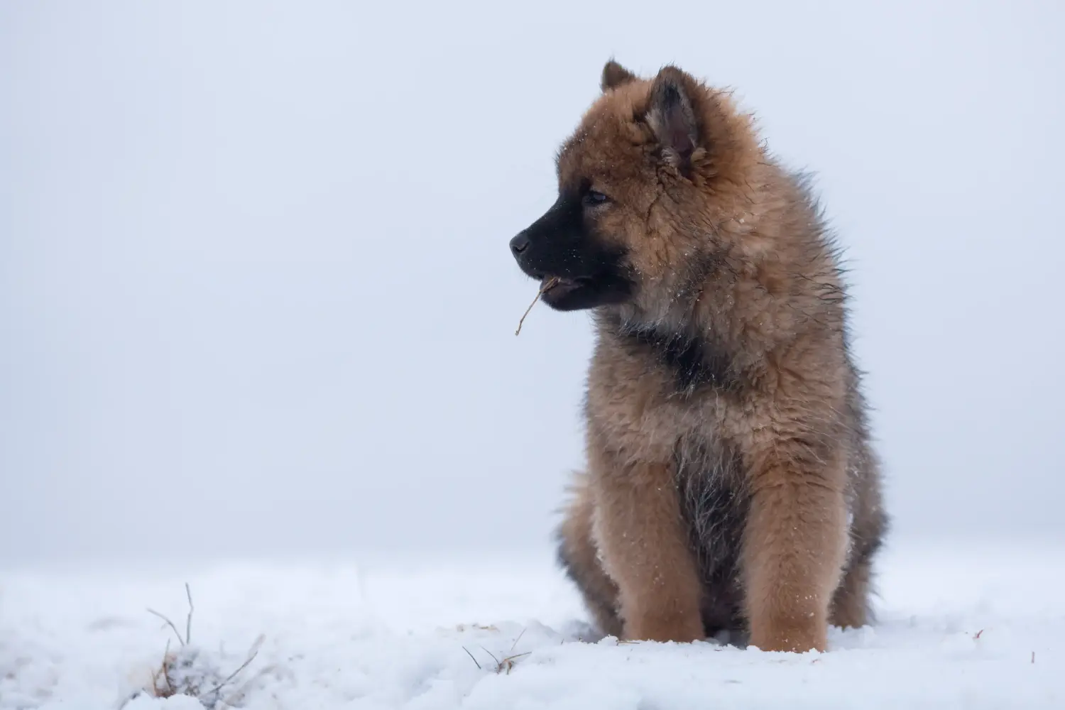 Cumpărarea unui cățel Eurasier înseamnă asumarea responsabilității! Cumpărați cățeluși Eurasier.