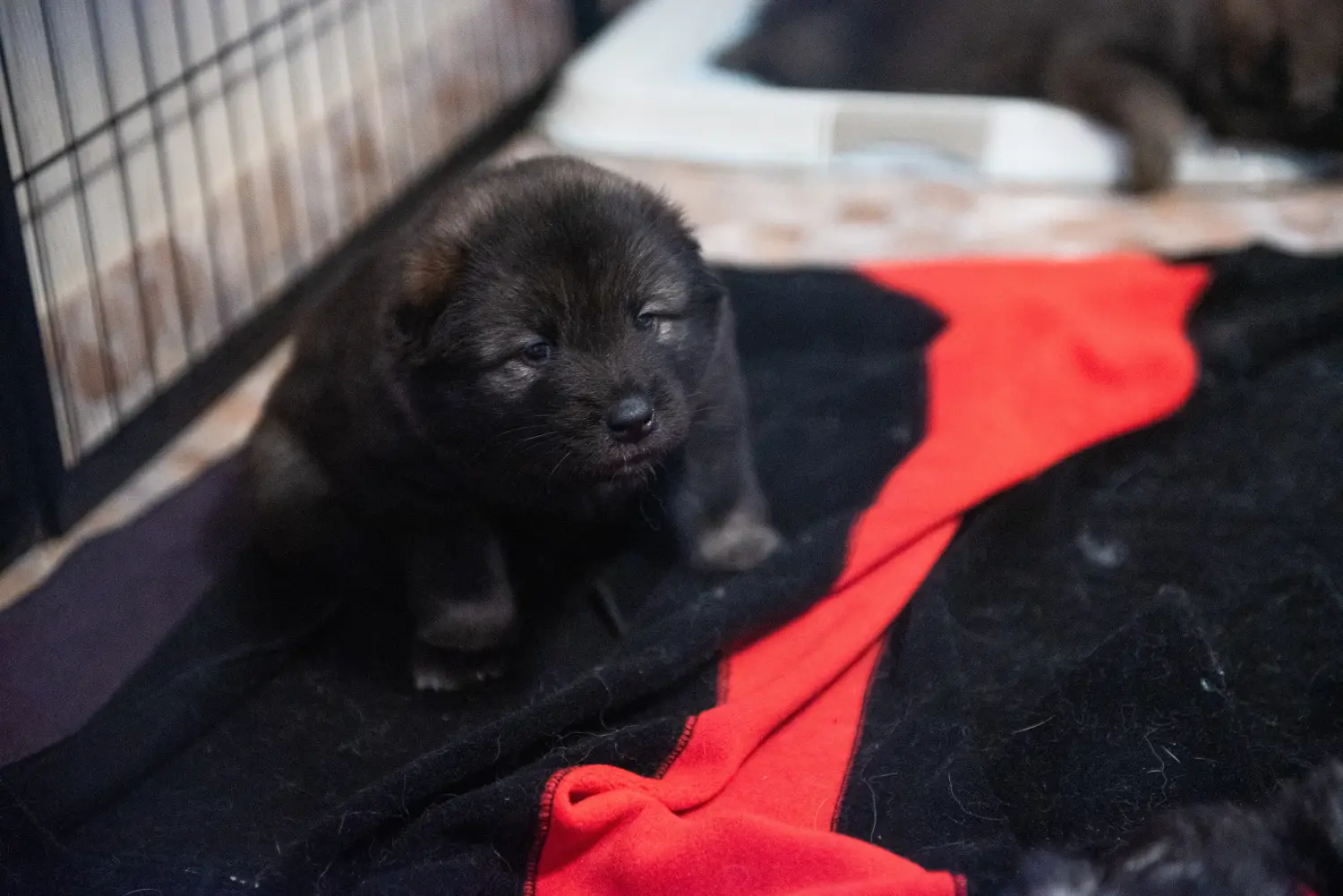 Cumpărarea unui cățel Eurasier înseamnă asumarea responsabilității! Cumpărați cățeluși Eurasier.