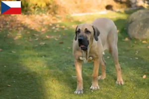 Read more about the article Crescători și căței Fila Brasileiro în Republica Cehă