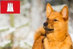 Read more about the article Finnenspitz crescători și căței în Hamburg