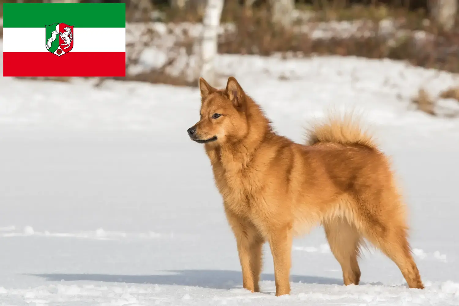Finnenspitz căței și crescători Renania de Nord-Westfalia Aici puteți găsi crescători de Finnenspitze din Renania de Nord-Westfalia.