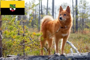 Read more about the article Finnenspitz crescători și căței în Saxonia-Anhalt