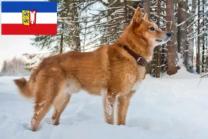 Read more about the article Finnenspitz crescători și căței în Schleswig-Holstein