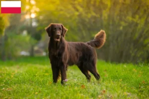 Read more about the article Flat Coated Retriever crescători și căței în Polonia