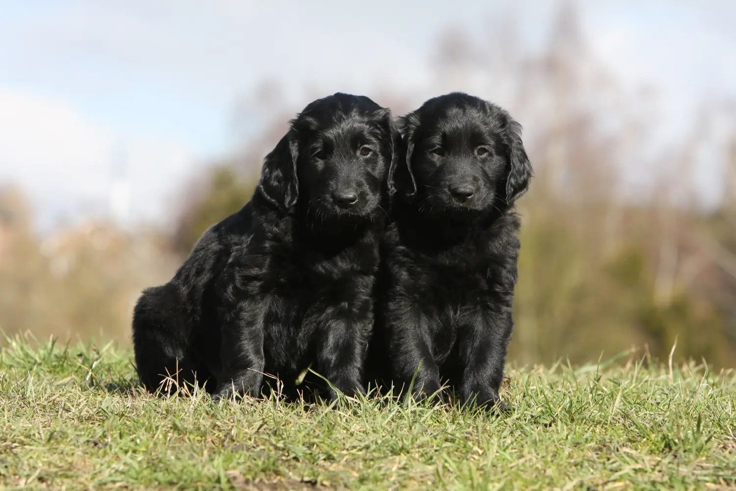 Cumpărarea unui cățel Flat Coated Retriever înseamnă asumarea responsabilității! Cumpărați căței Flat Coated Retriever.