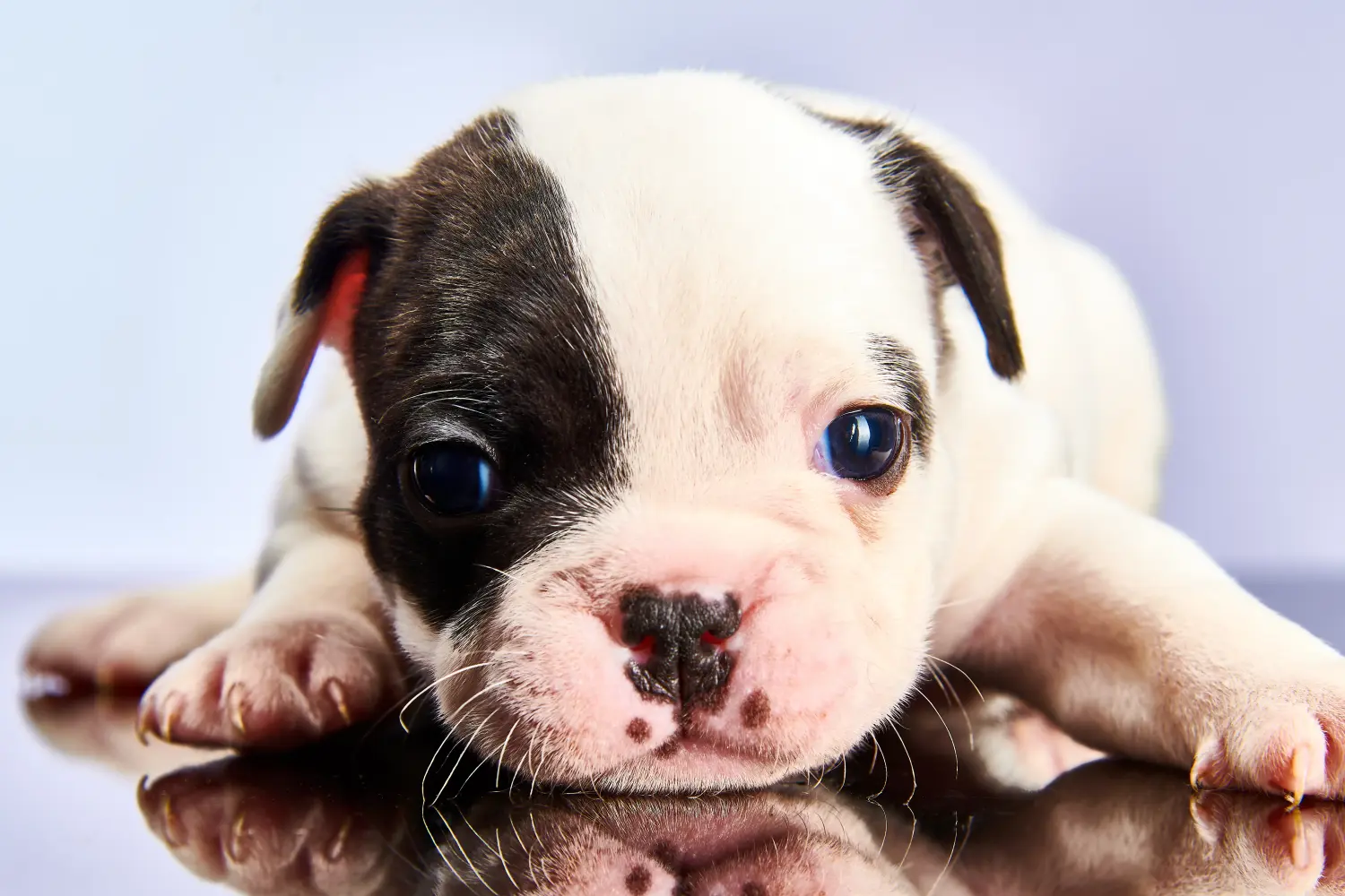 Cumpărarea unui cățel Bulldog Francez înseamnă asumarea responsabilității! Cumpărați cățeluși Bulldog francez.