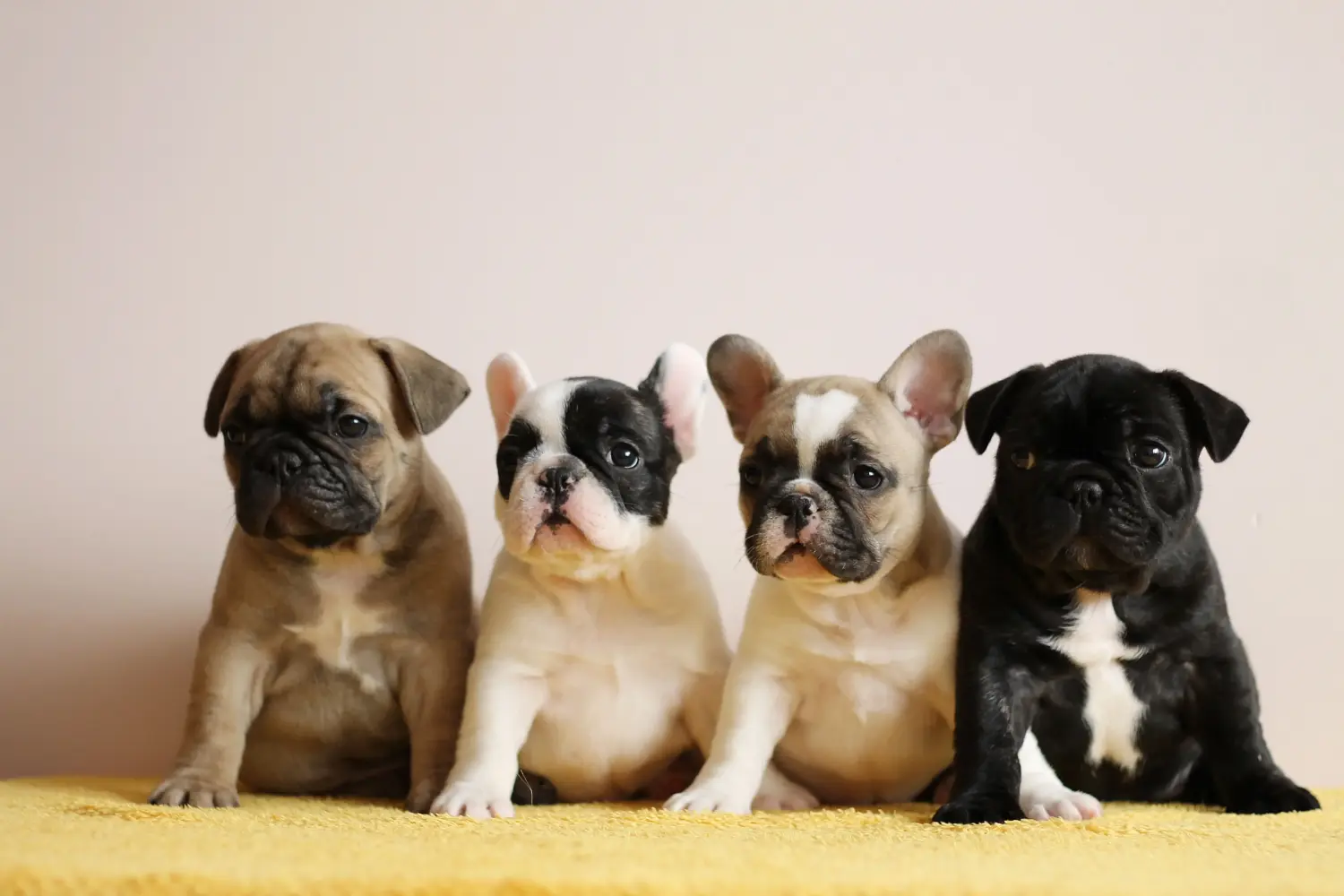 Cumpărarea unui cățel Bulldog Francez înseamnă asumarea responsabilității! Cumpărați cățeluși Bulldog francez.
