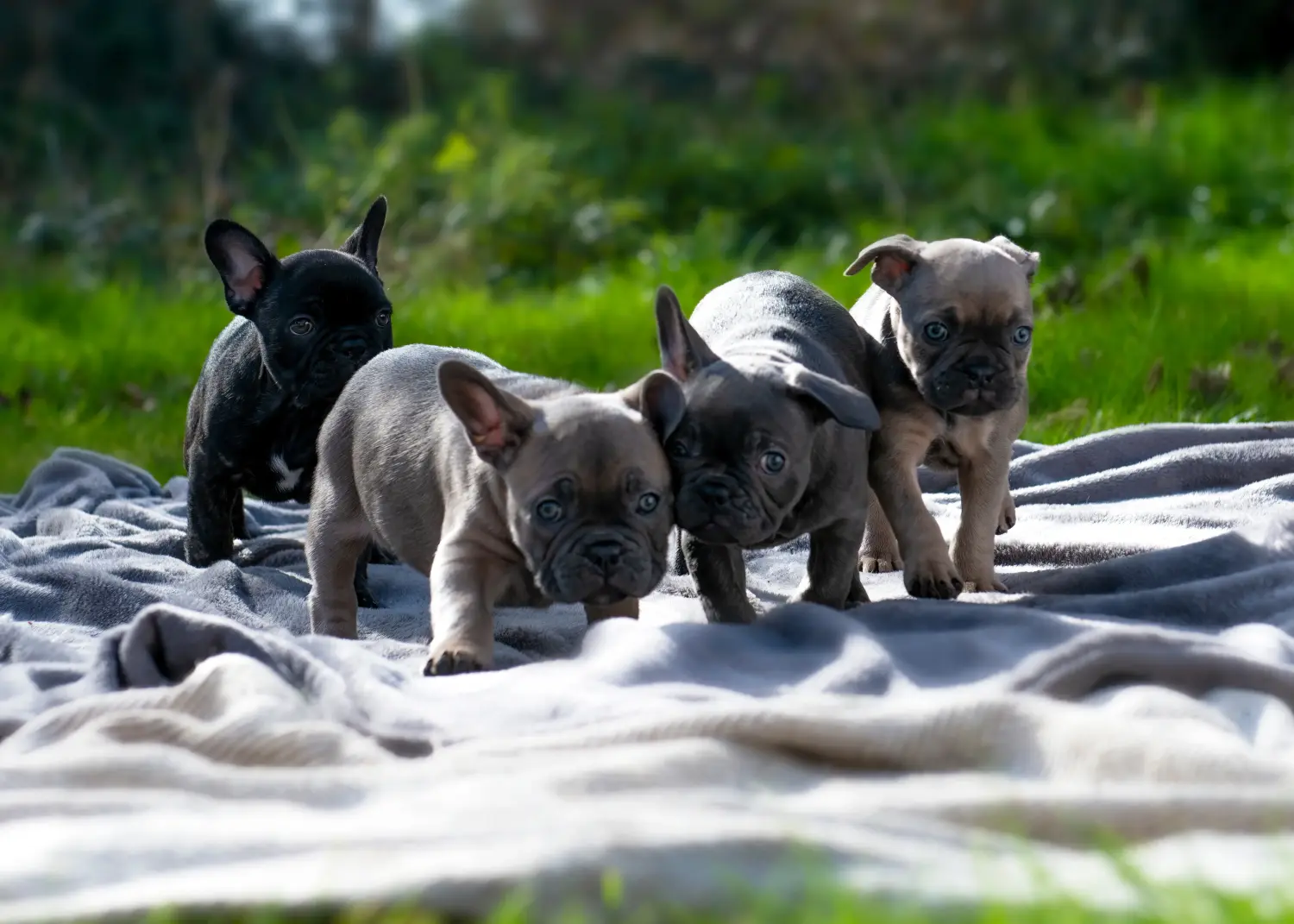 Cumpărarea unui cățel Bulldog Francez înseamnă asumarea responsabilității! Cumpărați cățeluși Bulldog francez.