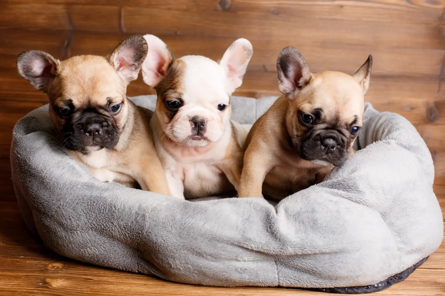 Cumpărarea unui cățel Bulldog Francez înseamnă asumarea responsabilității! Cumpărați cățeluși Bulldog francez.