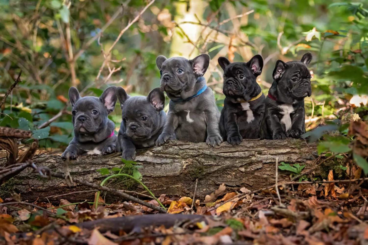 Cumpărarea unui cățel Bulldog Francez înseamnă asumarea responsabilității! Cumpărați cățeluși Bulldog francez.