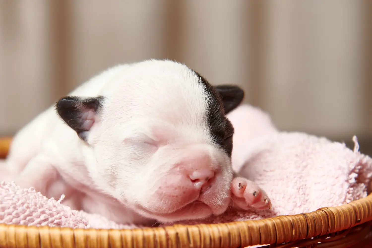 Cumpărarea unui cățel Bulldog Francez înseamnă asumarea responsabilității! Cumpărați cățeluși Bulldog francez.