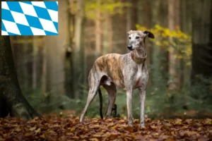 Read more about the article Galgo Espanol crescători și căței în Bavaria