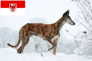 Read more about the article Galgo Espanol crescători și căței în Brandenburg
