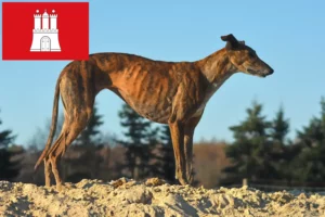 Read more about the article Galgo Espanol crescători și căței în Hamburg