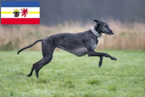 Read more about the article Galgo Espanol crescători și căței în Mecklenburg-Vorpommern