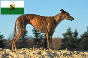 Read more about the article Galgo Espanol crescători și căței în Saxonia
