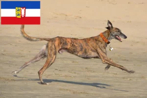 Read more about the article Galgo Espanol crescători și căței în Schleswig-Holstein