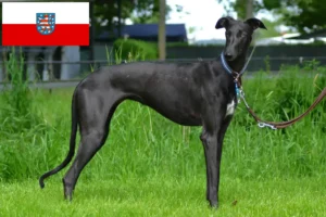 Read more about the article Galgo Espanol crescători și căței în Thuringia