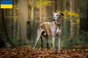 Read more about the article Galgo Espanol crescători și căței în Ucraina