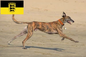 Read more about the article Galgo Espanol crescători și căței în Baden-Württemberg