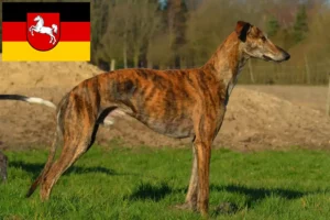 Read more about the article Galgo Espanol crescători și căței în Saxonia Inferioară