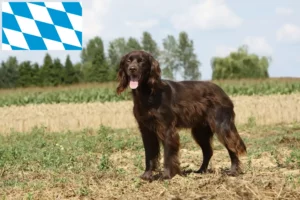 Read more about the article German Longhair crescători și căței în Bavaria