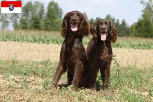 Read more about the article German Longhair crescători și căței în Hessen