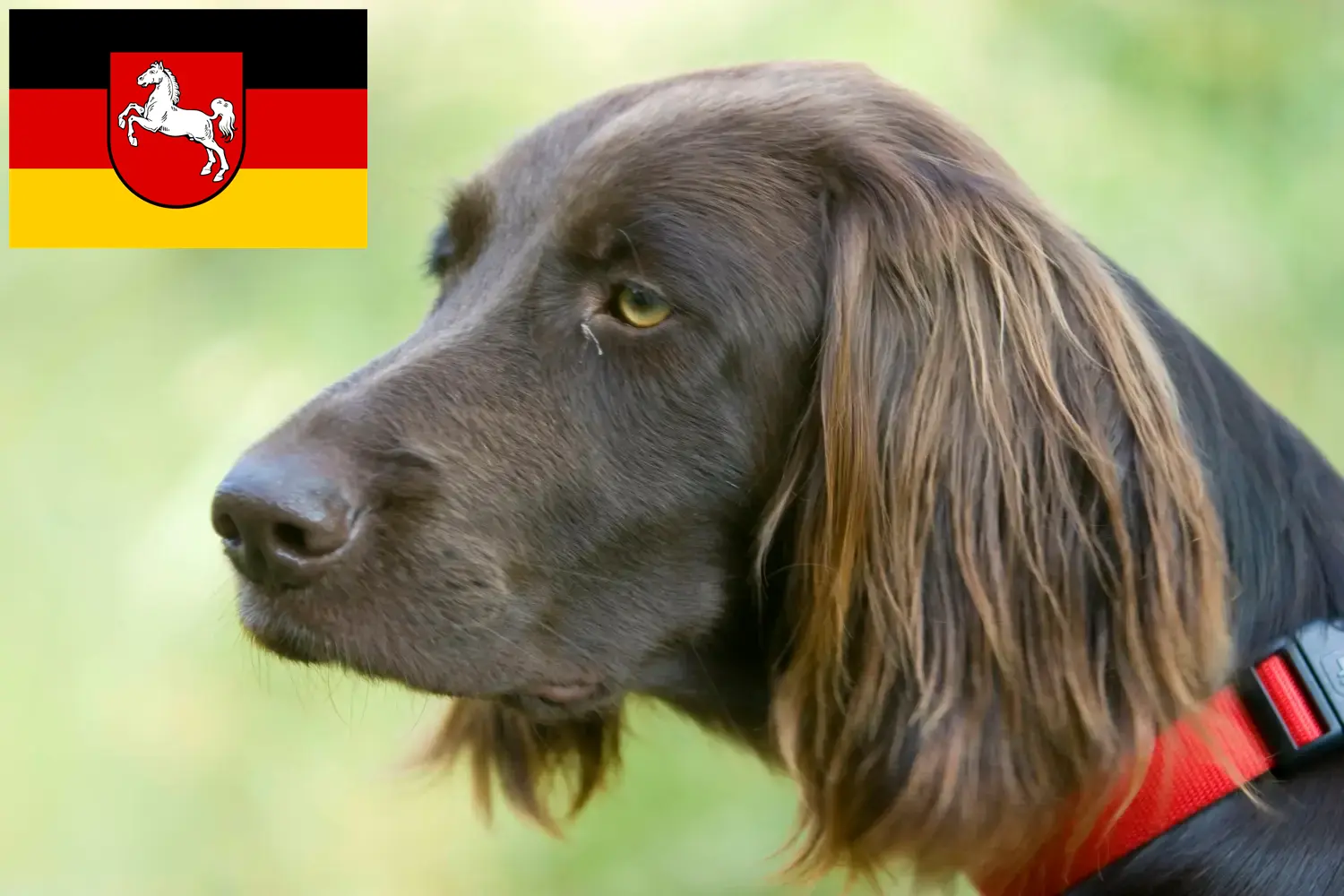 Read more about the article German Longhair crescători și căței în Saxonia Inferioară