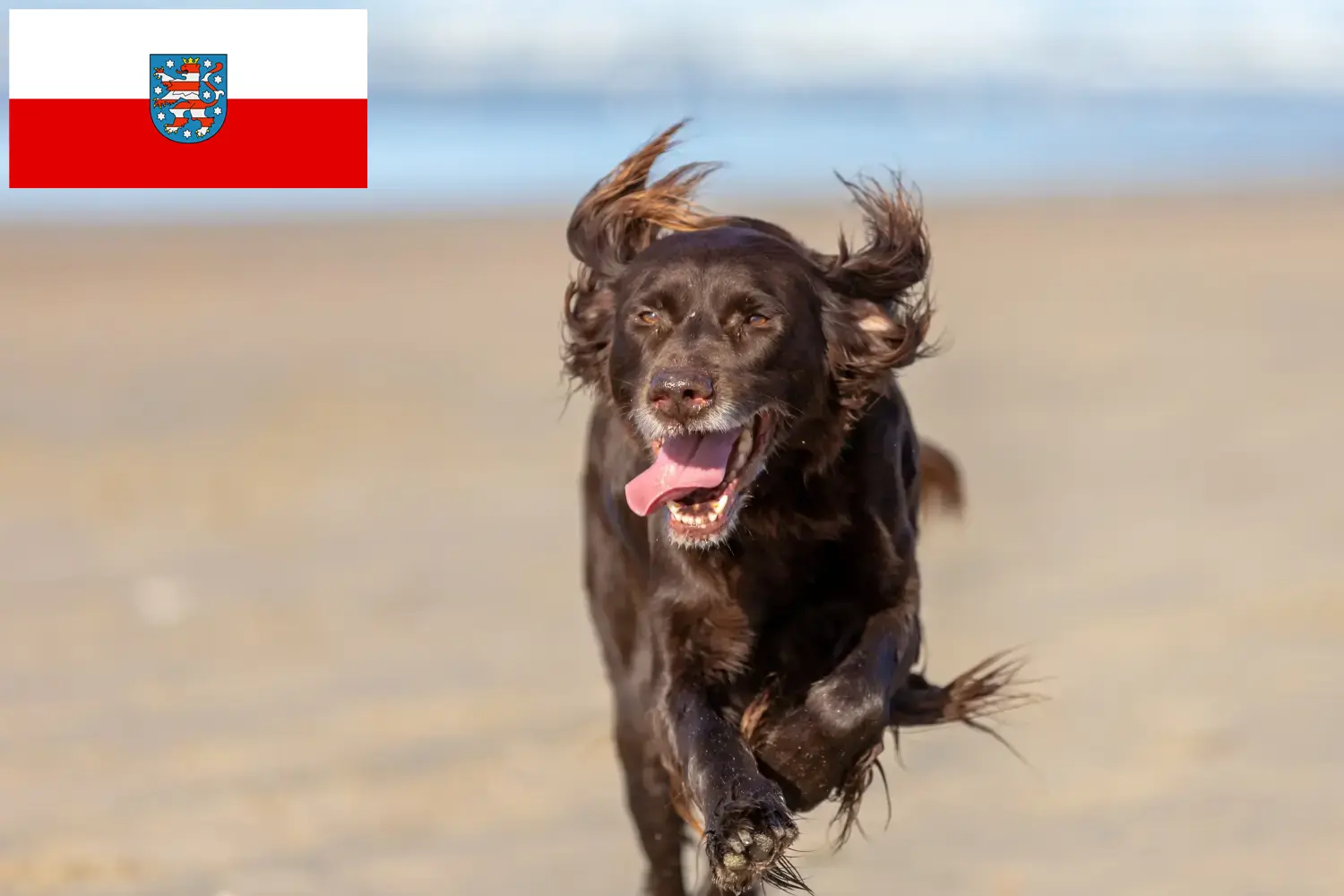 Read more about the article German Longhair crescători și căței în Thuringia