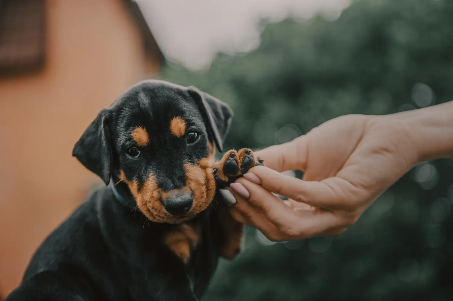 Cumpărarea unui cățel Pinscher german înseamnă asumarea responsabilității! Cumpărați cățeluși Pinscher germani.