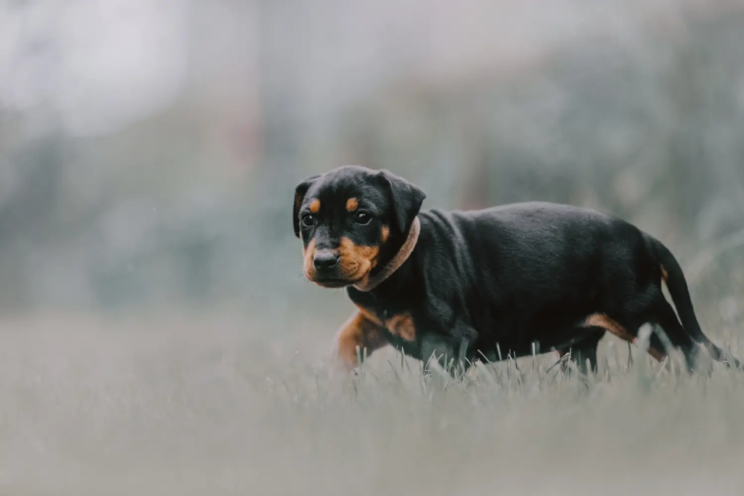 Cumpărarea unui cățel Pinscher german înseamnă asumarea responsabilității! Cumpărați cățeluși Pinscher germani.