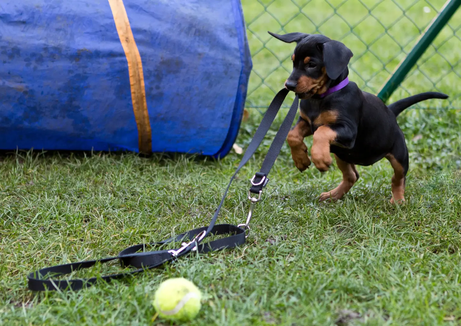 Cumpărarea unui cățel Pinscher german înseamnă asumarea responsabilității! Cumpărați cățeluși Pinscher germani.