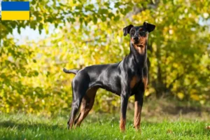Read more about the article German Pinscher crescători și căței în Ucraina