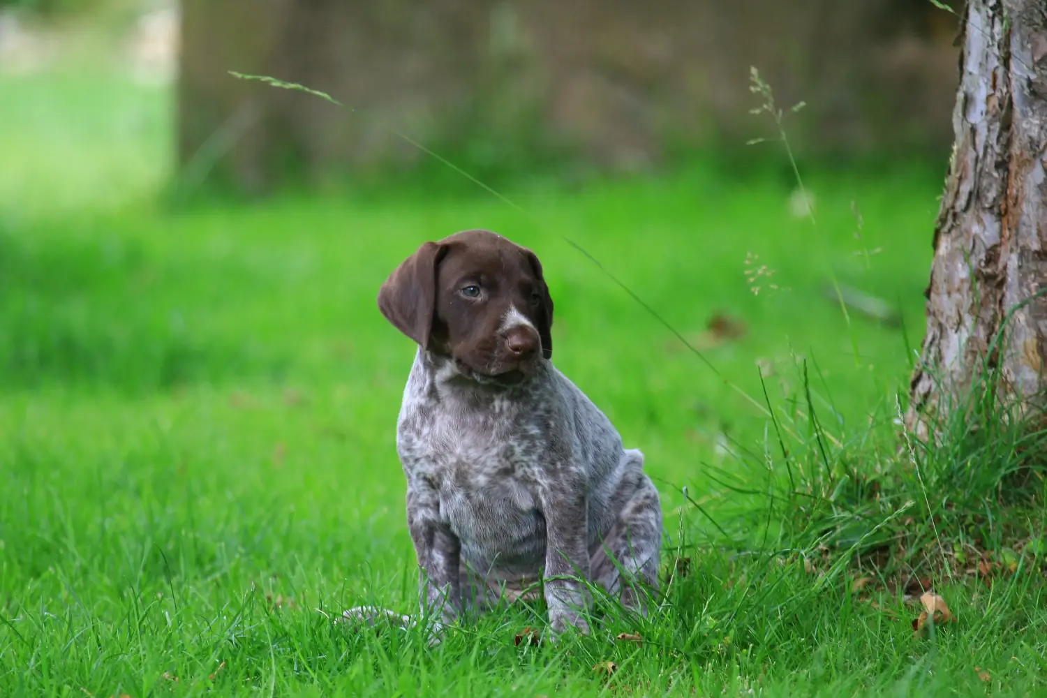 Cumpărarea unui cățel German Shorthair înseamnă asumarea responsabilității! Cumpărați căței German Shorthair.