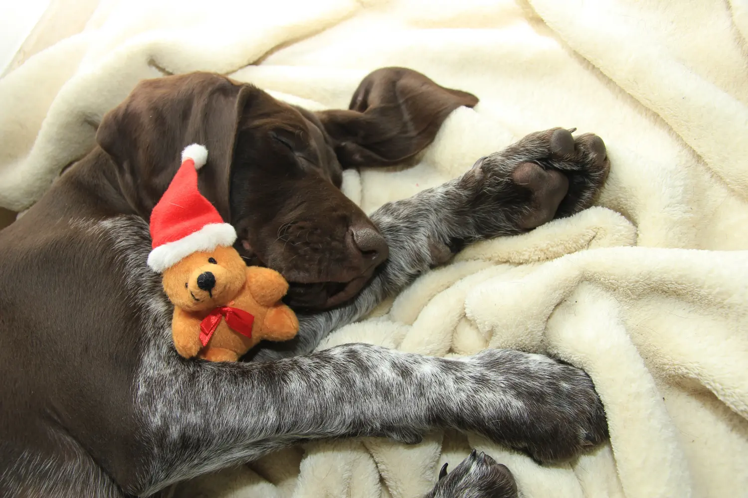 Cumpărarea unui cățel German Shorthair înseamnă asumarea responsabilității! Cumpărați căței German Shorthair.